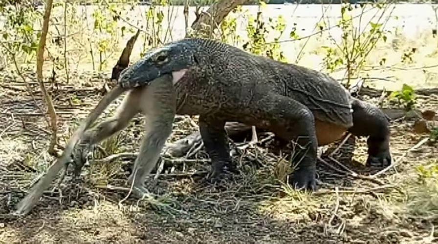Komodo dragon swallows entire monkey in rare moment caught on video