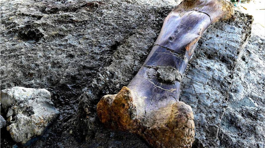 Massive 1,100-pound bone of 'world's biggest dinosaur' found | Fox News