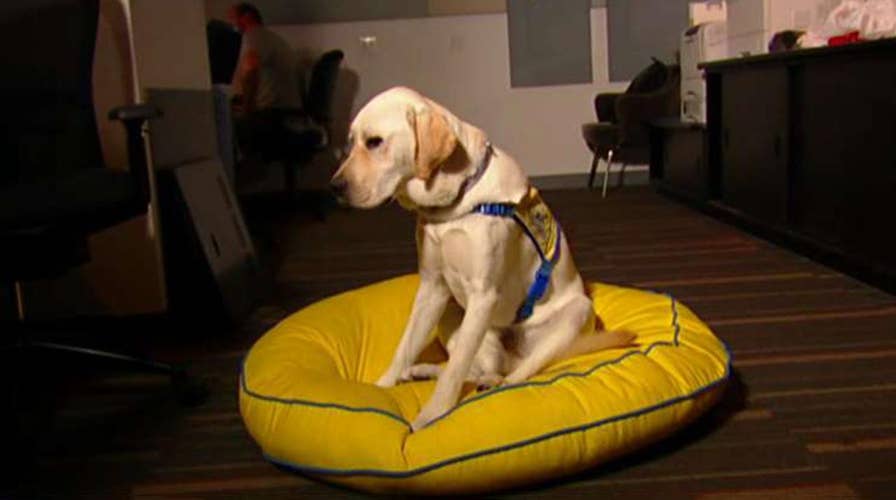 Spike heads to doggy college to help veterans