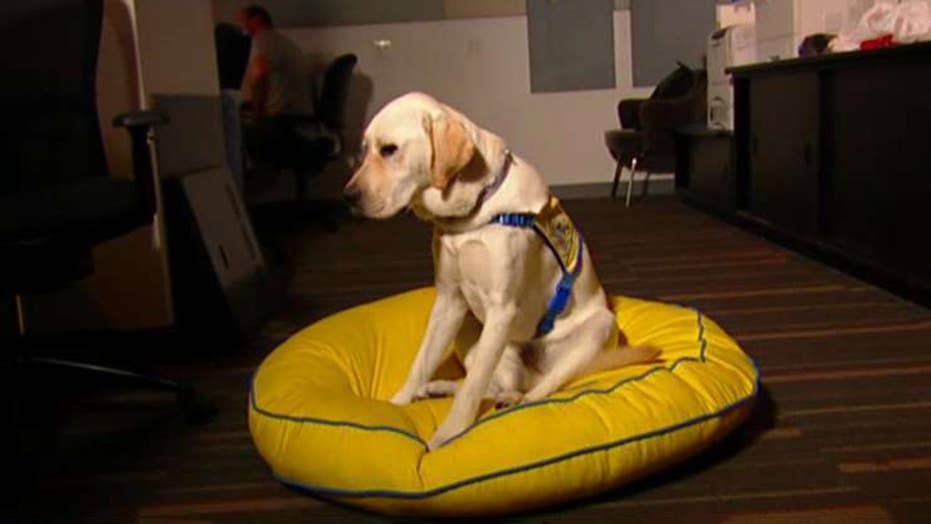 The Daily Spike Spike's change of career Fox News