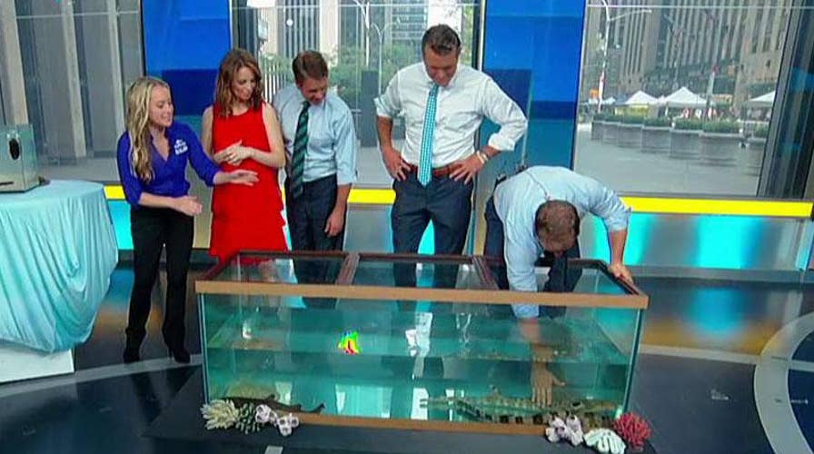 Take a bite out of 'Shark Week'