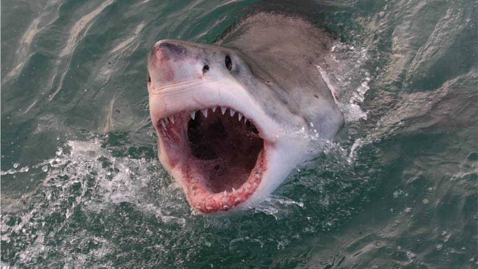 Florida Man Jumps Off Surfboard Lands On Shark At Shark Bite Capital Of The World Fox News