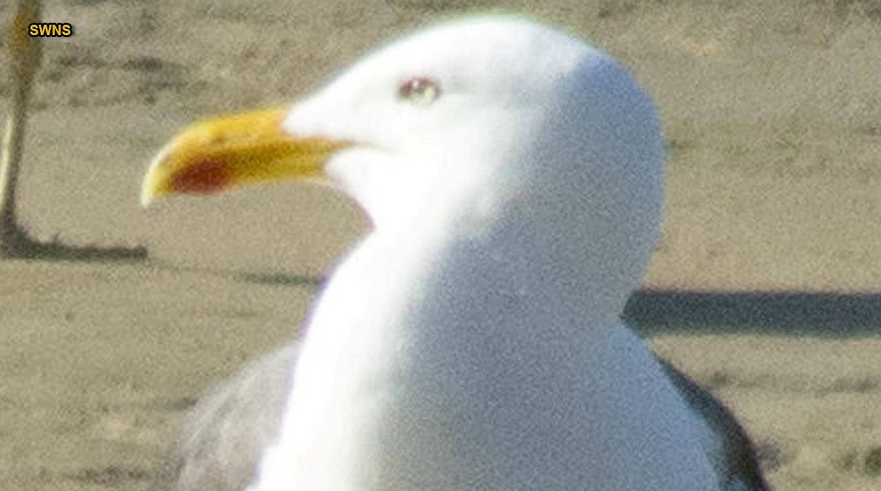 Horrific Seagull Decapitation Sparks Outrage and Calls for Justice