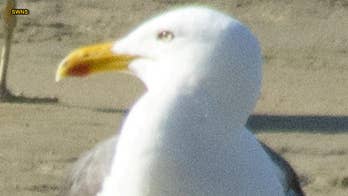 'World’s fastest seagull' stuns experts