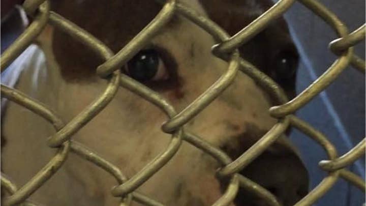 'Amazing dog' abandoned in Connecticut by owner who left note explaining why