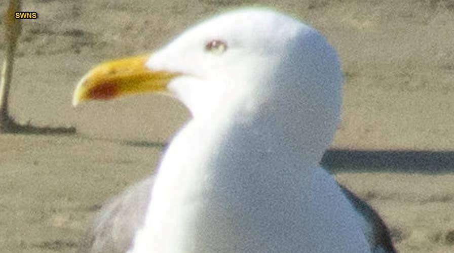 'World's fastest seagull' stuns experts