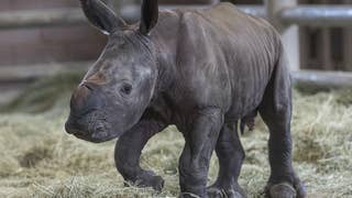 Rhino saved? Southern white rhino gives birth aided by artificial insemination - Fox News