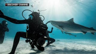 Return of 'Shark Week' brings renewed fascination with the apex predators - Fox News