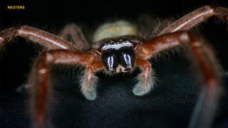 Giant huntsman spider in Australian woman's home frightens Facebook users - Fox News