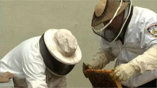 NYPD officers fighting to save honeybees - Fox News