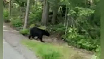 Bear charges Colorado woman as she jogs in Canada