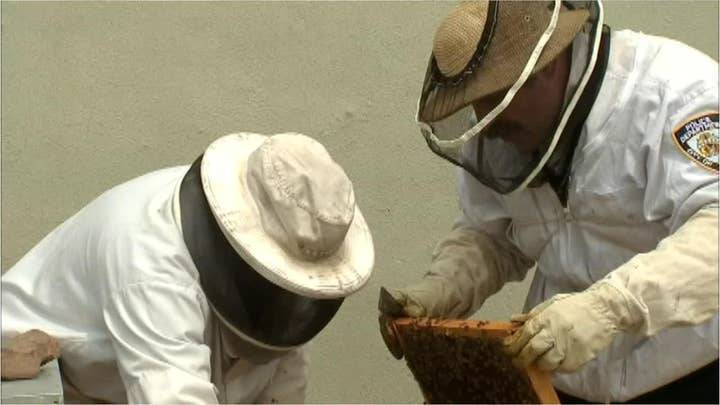 NYPD officers fighting to save honeybees