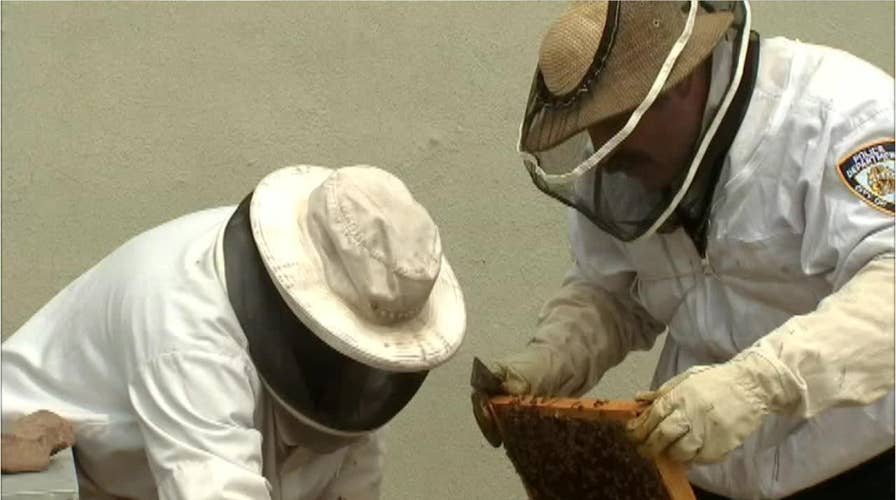 NYPD officers fighting to save honeybees