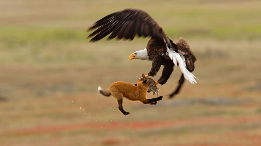 Bald eagle fights fox for a rabbit