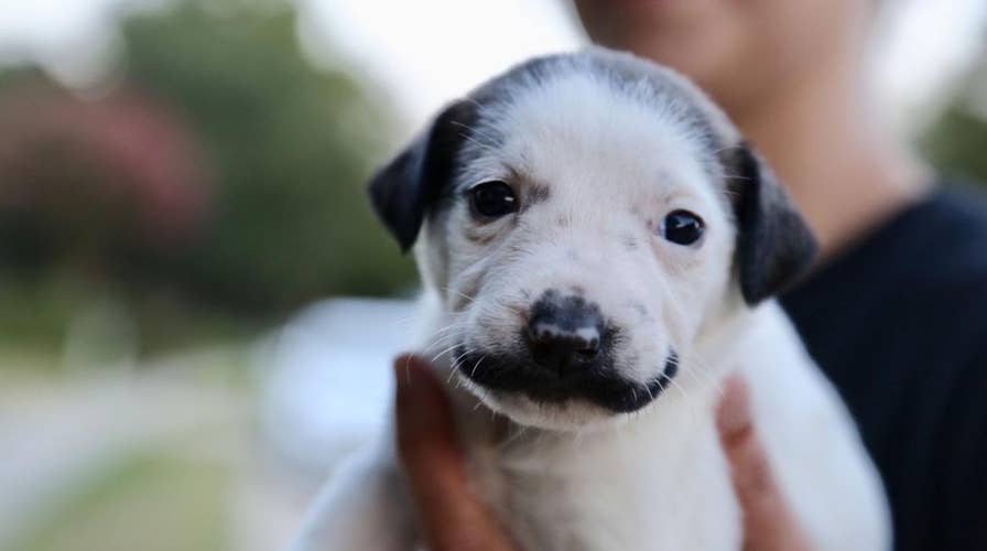 Mustachioed puppy goes viral, named for resemblance to Salvador Dali