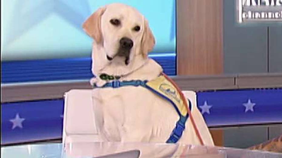 fox news dog