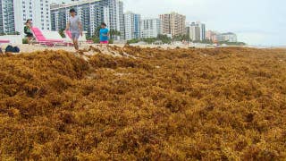 Slimy, stinky seaweed invades South Florida beaches  - Fox News