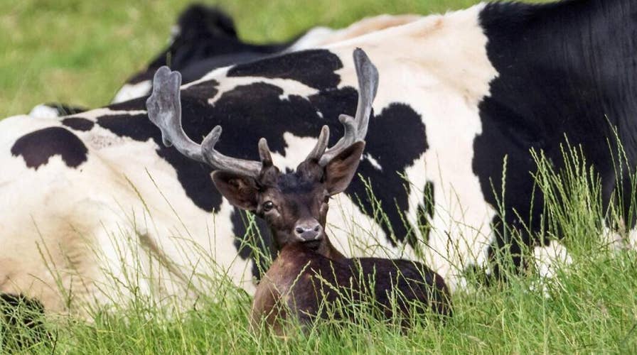 Hilarious pics show deer sitting alongside cows, convinced it's one of them