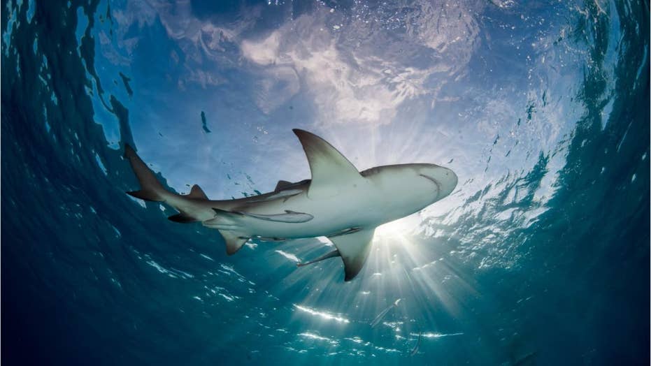 Sharks Attack 2 Surfers Minutes Apart At Florida Beach Reports Fox News Sharks Attack 2 Surfers Minutes Apart At Florida Beach Reports Fox News