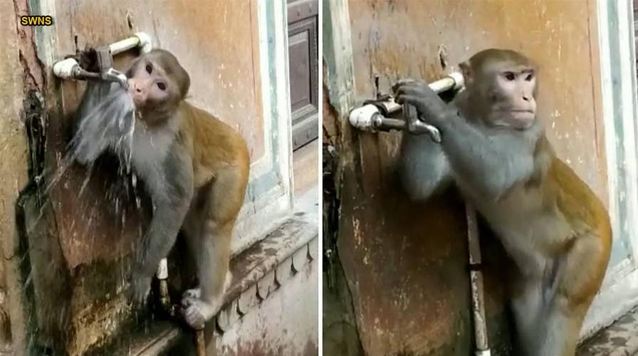 Environmentally-friendly monkey drinks from tap and turns it off in viral video