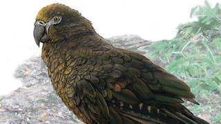 Fossils of 'Squawkzilla,' 19 million-year-old cannibal parrot, found in New Zealand - Fox News