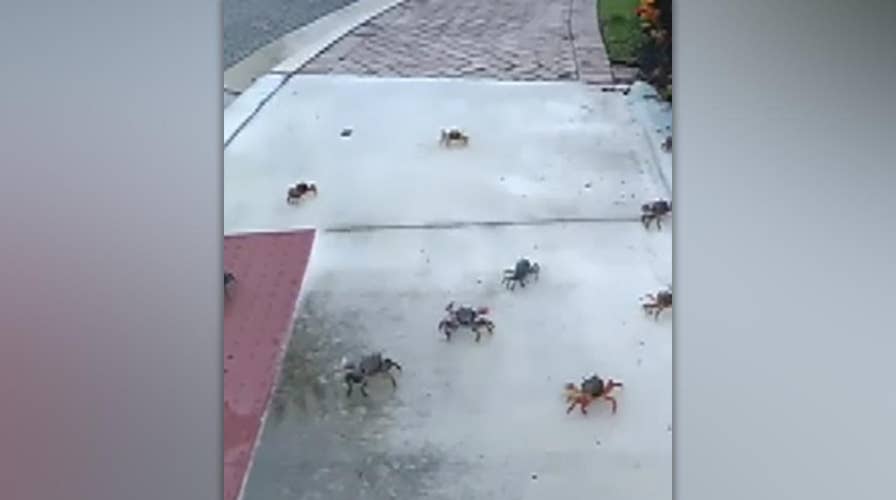 Hundreds of land crabs seen crawling around Florida neighborhood