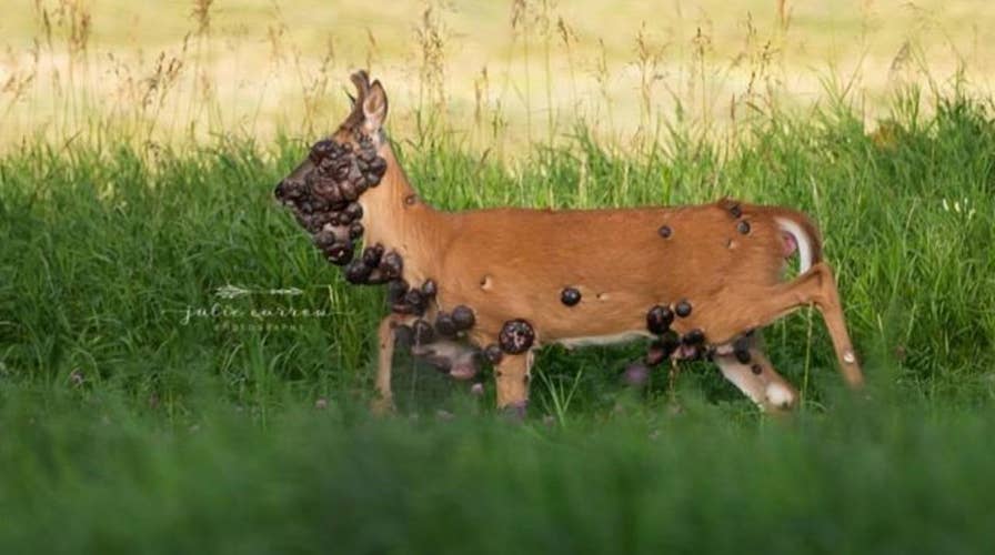 Minnesota wildlife officials contacted after deer covered in tumors caught on camera