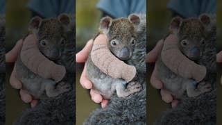 Adorable orphaned baby koala gets arm cast after falling from tree - Fox News
