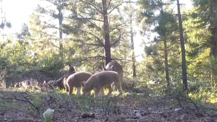 Three new wild wolf pups spotted in California