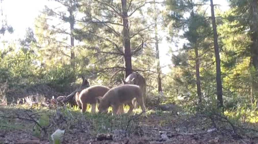 Three new wild wolf pups spotted in California