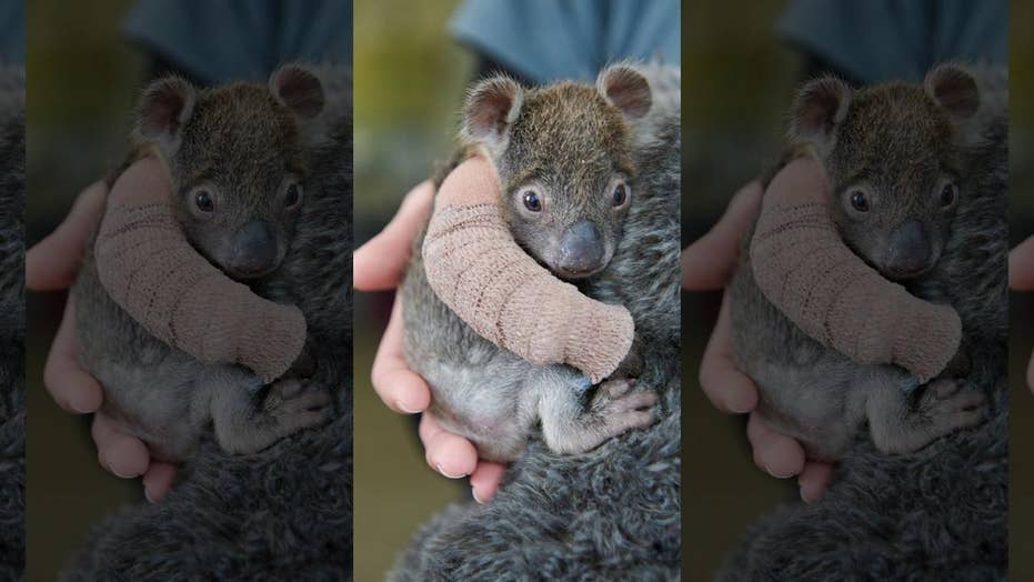 Adorable Orphaned Baby Koala Gets Arm Cast After Falling From Tree Fox News Adorable Orphaned Baby Koala Gets Arm Cast After Falling From Tree Fox News