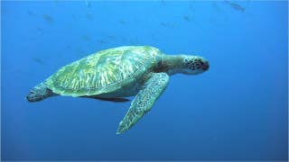 Green turtles are dying because they're eating plastic that looks like food - Fox News