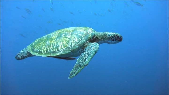 Green turtles are dying because they're eating plastic that looks like food