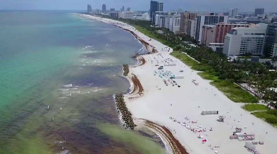 Florida beaches covered in rotting seaweed as unprecedented amounts wash onshore