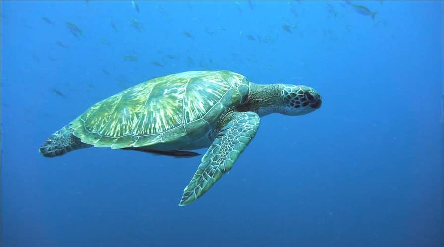 Green turtles are dying because they're eating plastic that looks like food