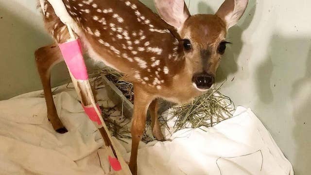 Lovable baby deer gets bright pink cast after being hit by car