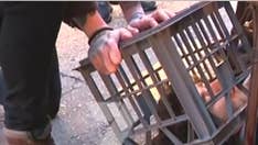 Sydney stabbing suspect yelling 'Allahu akbar' pinned to ground by bystanders with milk crate