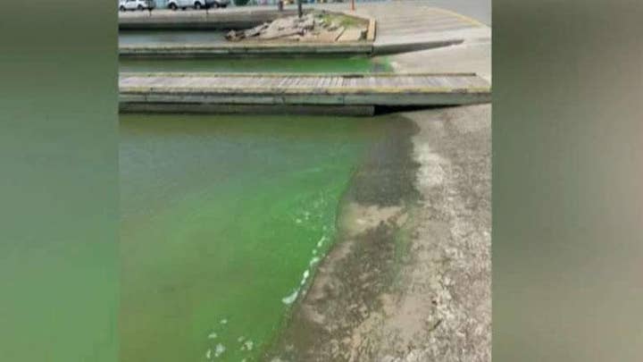 Dogs dying from toxic algae exposure after swimming in lakes