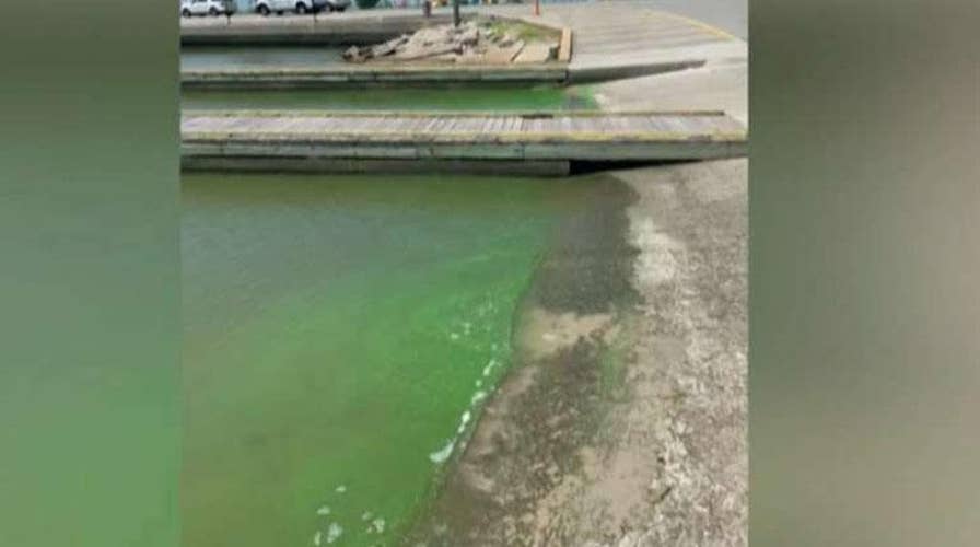 Dogs dying from toxic algae exposure after swimming in lakes