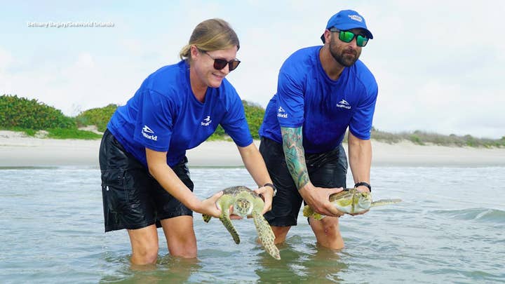 Rescued sea turtles returned to the ocean on Florida beach