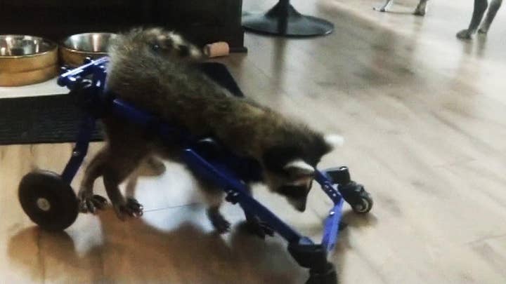 Vittles the baby raccoon is walking again with the aid of a wheelchair