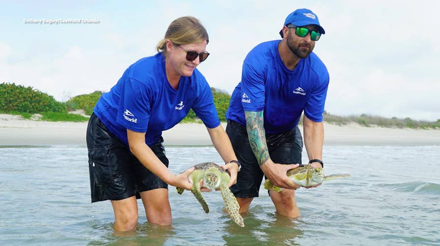 Rescued sea turtles returned to the ocean on Florida beach