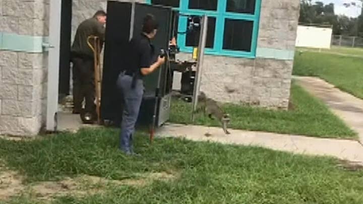 Raw video: Raccoon gets trapped inside vending machine in FL
