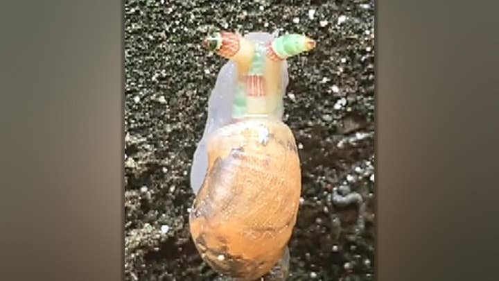 Bizarre 'zombie snail' with multiple neon colors spotted in Taiwan