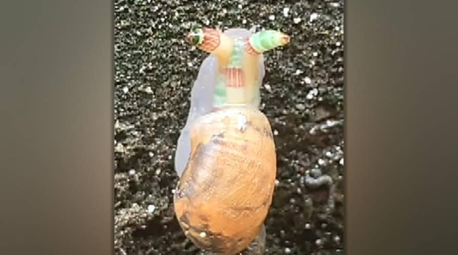 Bizarre 'zombie snail' with multiple neon colors spotted in Taiwan