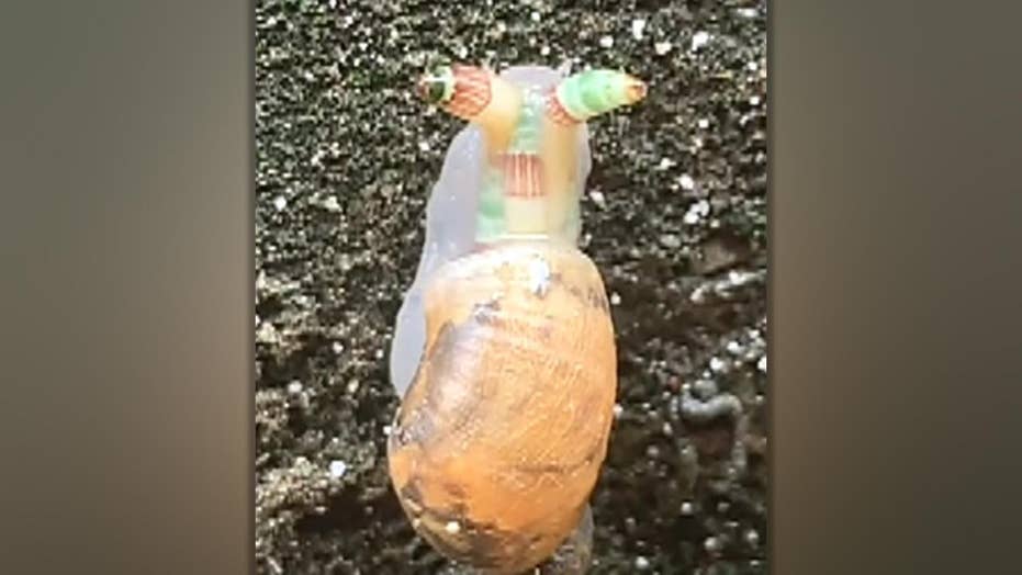 Creepy 'zombie snail' flashes green and orange, freaks out hiker Fox News