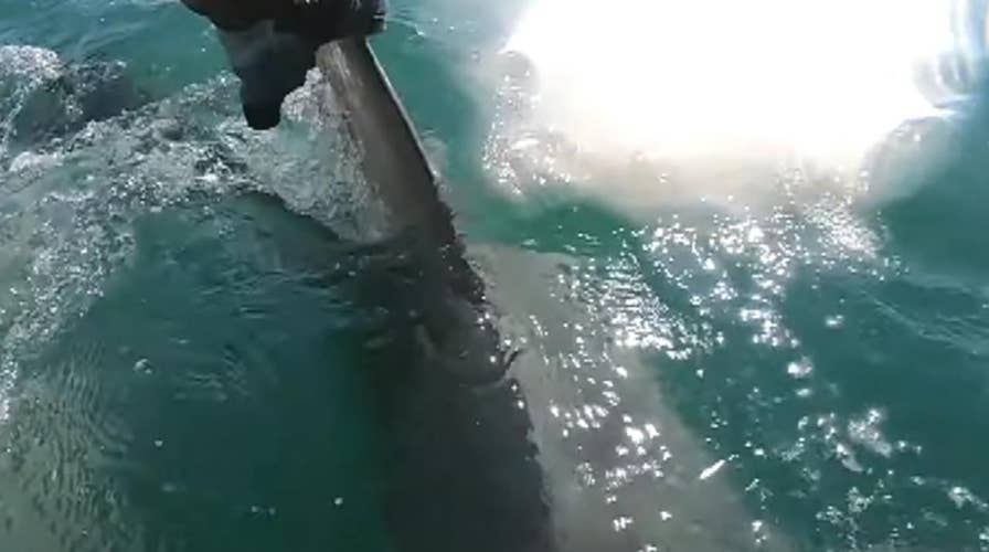 Huge hammerhead shark grabs fish from captain’s hands