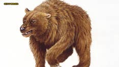 Humans played major role in driving cave bear to extinction, study says