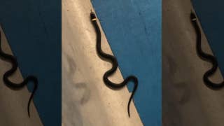 Pet snake loses its owner, found slithering near TSA checkpoint - Fox News