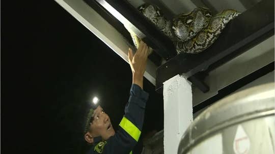 Thai firefighter wrangles 16-foot python with bare hands, wrestles it into rice sack